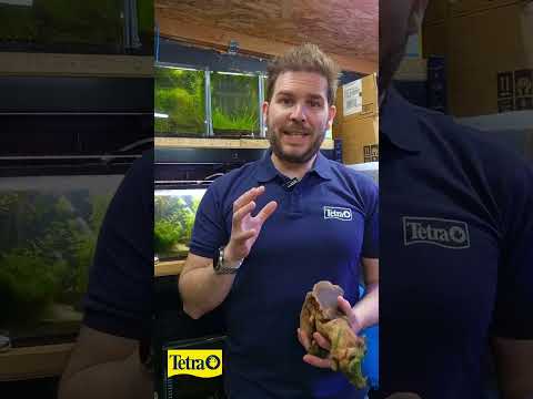Don't panic if your new aquarium wood looks like this! #shorts #tetrauk #biofilm #newtank #fish
