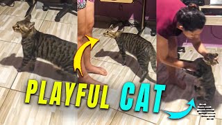 Playful Cat Loves Chasing Owner Around
