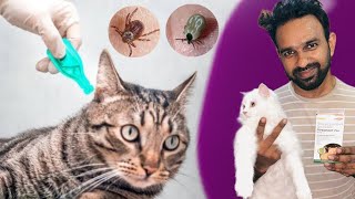 how to remove ticks? | ticks and fleas on cats | ticks on cats | how to apply spot on| fleas on cats by THE PET GUY 266 views 2 weeks ago 2 minutes, 34 seconds