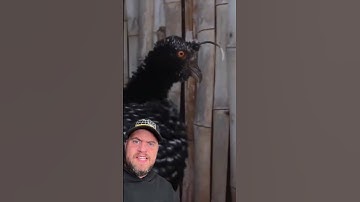 SCARIEST BIRD SOUNDS PART 2 #shorts