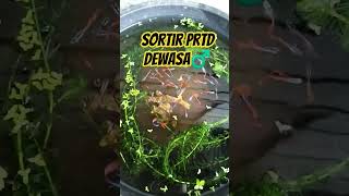 Sortir Guppy Prtd Dewasa Jantan