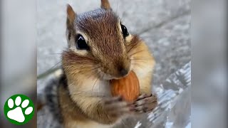 This Wild Chipmunk Does Tricks For Human Friend And Is Really Something Special