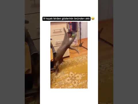 Dengesini kaybeden kedi düşme korkusu gözlerine yansıdı 🥴 #shorts