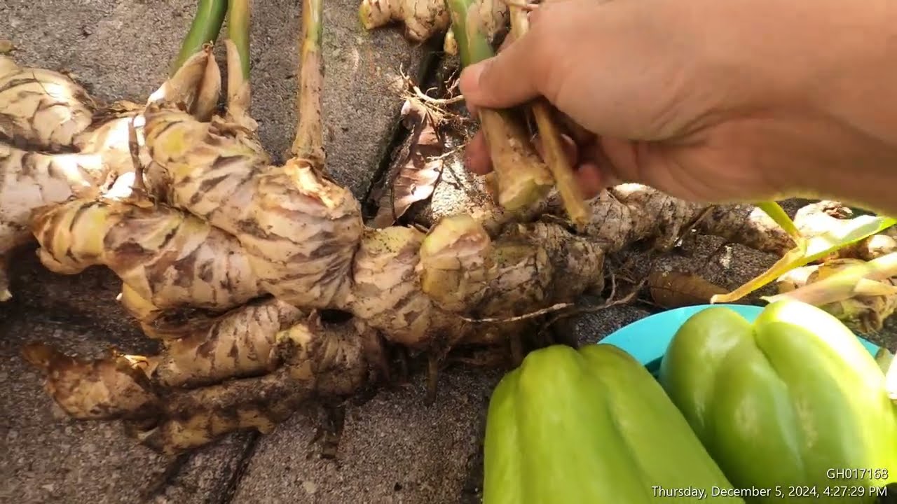 BACKYARD GARDEN FUN TIME (Full Video) IN CENTRAL FLORIDA Orlando USA 2024 Nov 30 Dec 5 - Garden Q