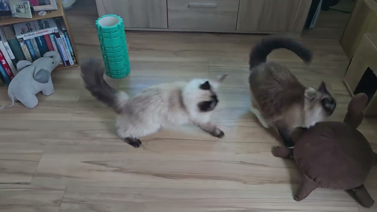 Two Ragdolls having another hard day at the office || Viral Video UK