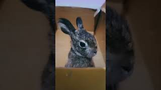 Dekho Hamara Cutie  Chiku Ke Nakhare rabbit