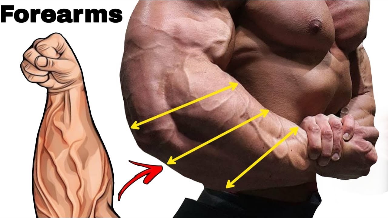 تمارين الساعد لتقوية الساعدين بسرعة كمال الأجسام - Forearm Workout ...