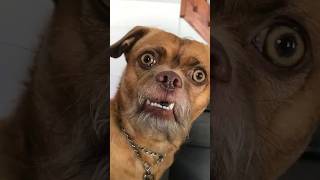 Can You Keep Up with  The Rhythm of Doggy Dance🐕.