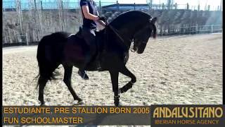 Spanish Stallion high schooled, safe schoolmaster, born 2005