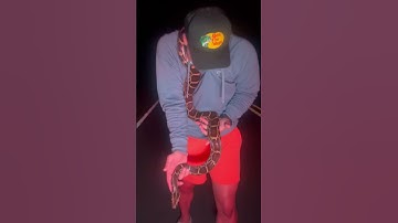 The INVASIVE BURMESE PYTHON 🐍 #python #burmesepythons #florida #everglades #snakes #herpetofauna