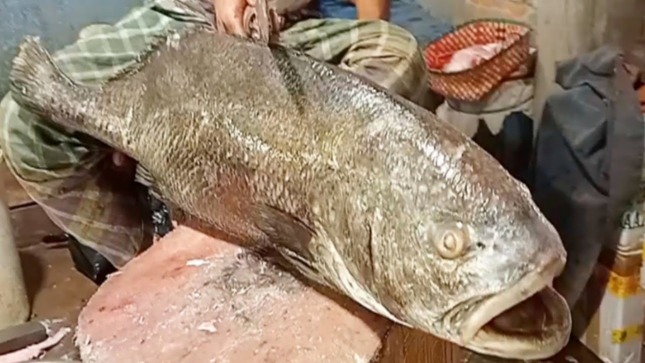 Big Coral Fish Cutting Skills Live In Fish Market