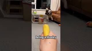 Being a Husky means😂 #husky #huskydog #funny #siberianhusky #shorts