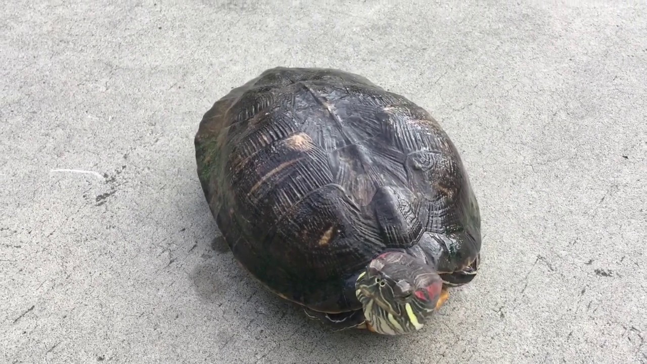 petsmart turtle food