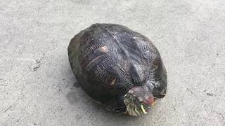 A Trip to PETSMART. Miss Turtle needs food.