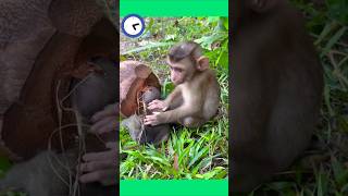 আহারে বানরের বাচ্চাটার মাথাটা আটকে গেছে। #Shorts #munky #Viralvideo #entertainment #foryou #banor