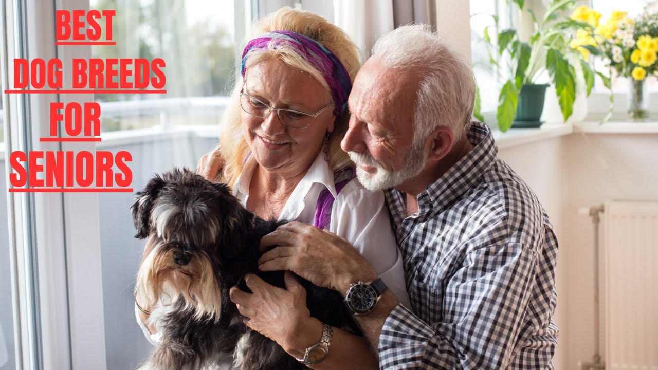 The Best Dog Breeds for Seniors – Find Your Perfect Match