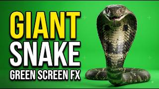 Giant Cobra Snake Green Screen Effect 🐍 | 4K VFX Animation | Free Use