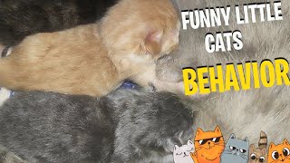 Playful persian cat breed kittens,they run so fast  [FUNNY LITTLE CATS BEHAVIOR]