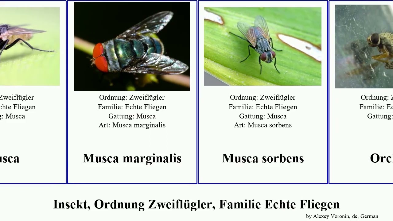 Insekt, Ordnung Zweiflügler, Familie Echte Fliegen insect nigra marginalis Musca Hebecnema Phaonia