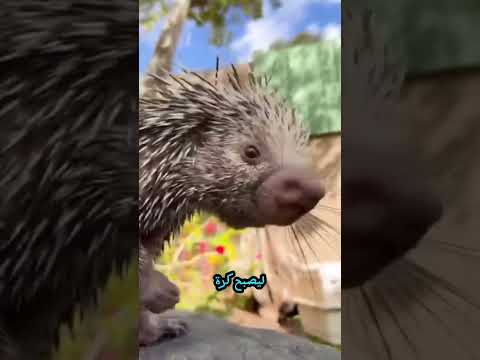 أصعب شعر في عالم الحيوان سر أشواك القنفذ