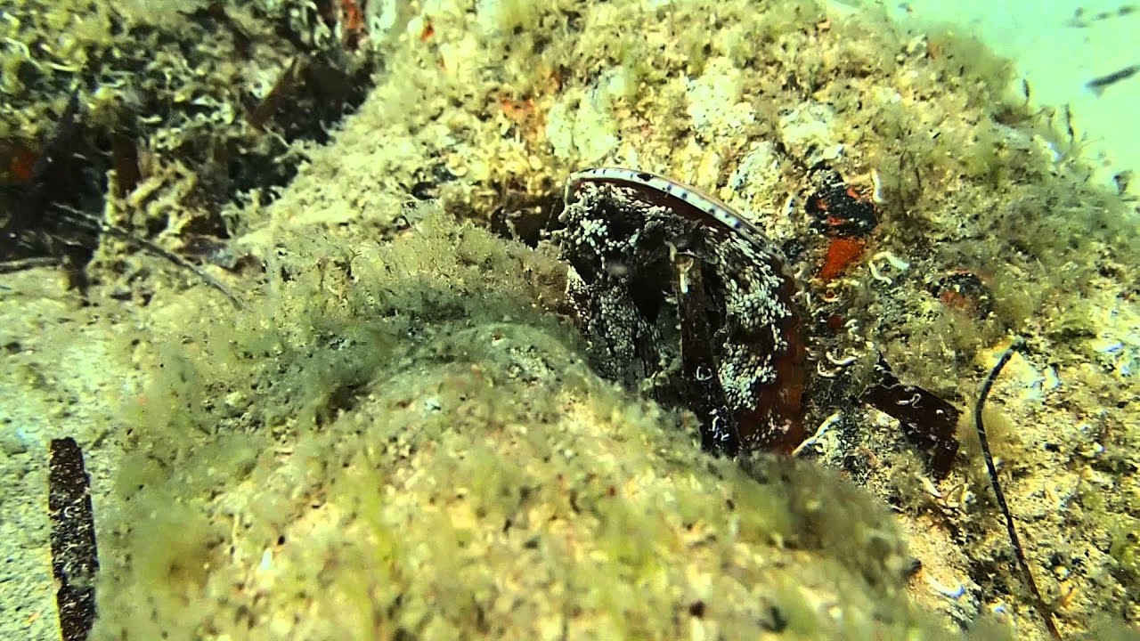 Octopus at the Eco Shark Barrier