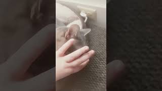 the cat count as three buttons