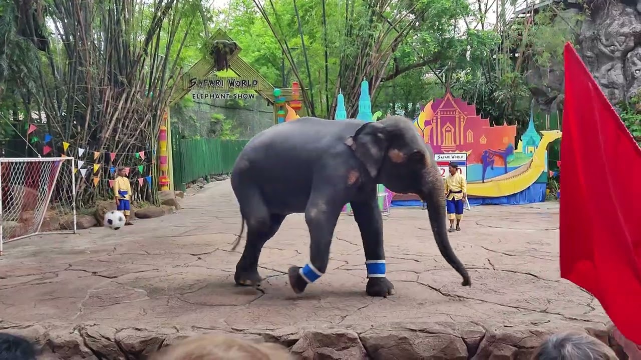 Fun Elephant Football Bangkok Show 
