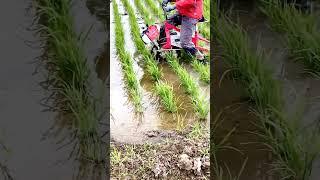 Download Lagu DitchIng  Rice Fields Help Avoid Falling  Pest control #satisfying #short MP3
