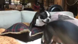 Boston terrier VS Dachshund
