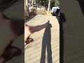 #dailyvlog #deck #deckdesign #home #deckdesign #deckconstruction