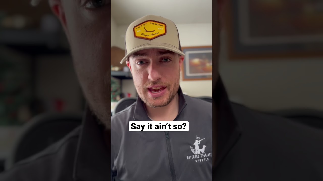 Shooter buck to roadkill? 