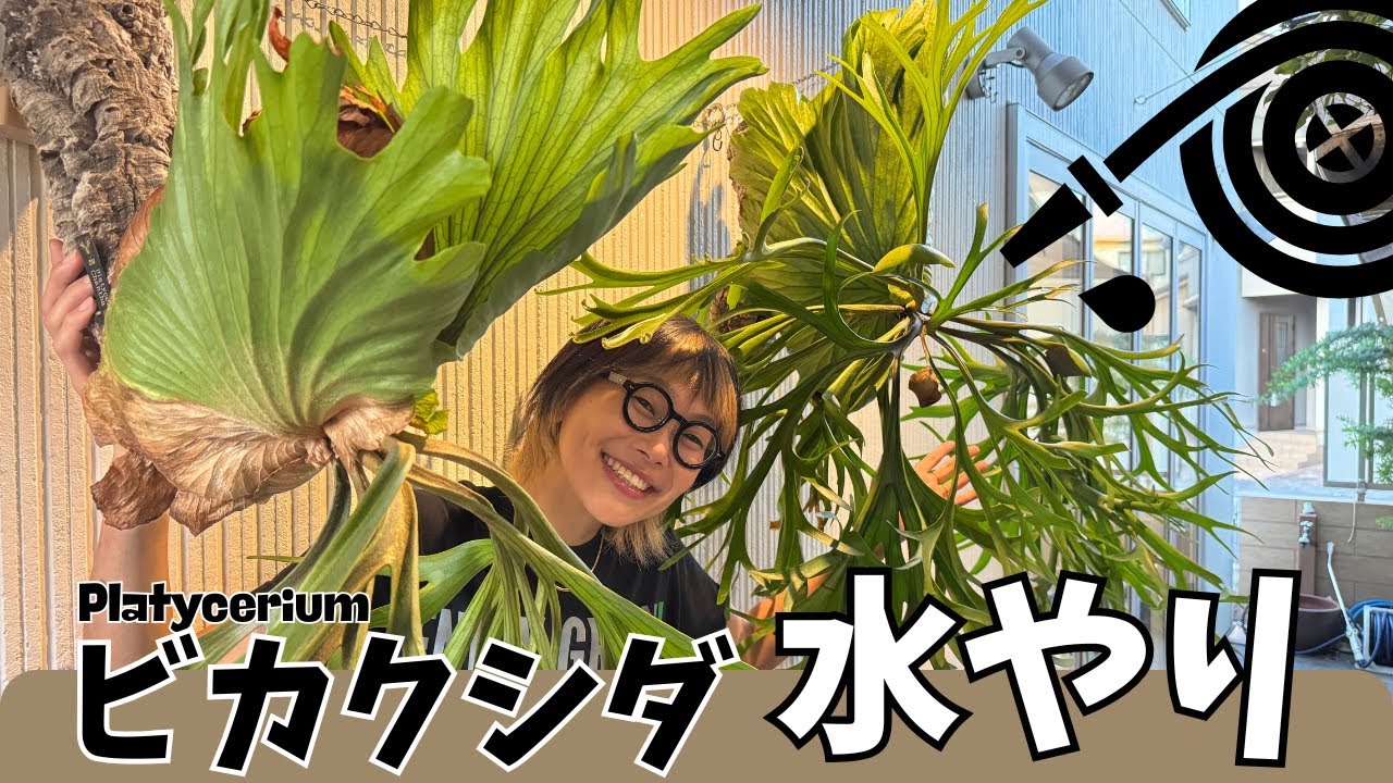 250722】花森さんのジャンボビカクシダに微粉とXビーーーーーム