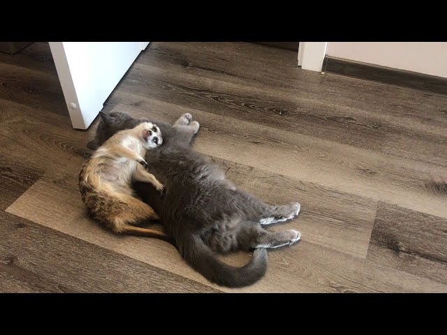 Getting Comfy for a Meerkat Nap || ViralHog