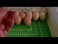 Инкубация куриных яиц . 14-19 день инкубации .