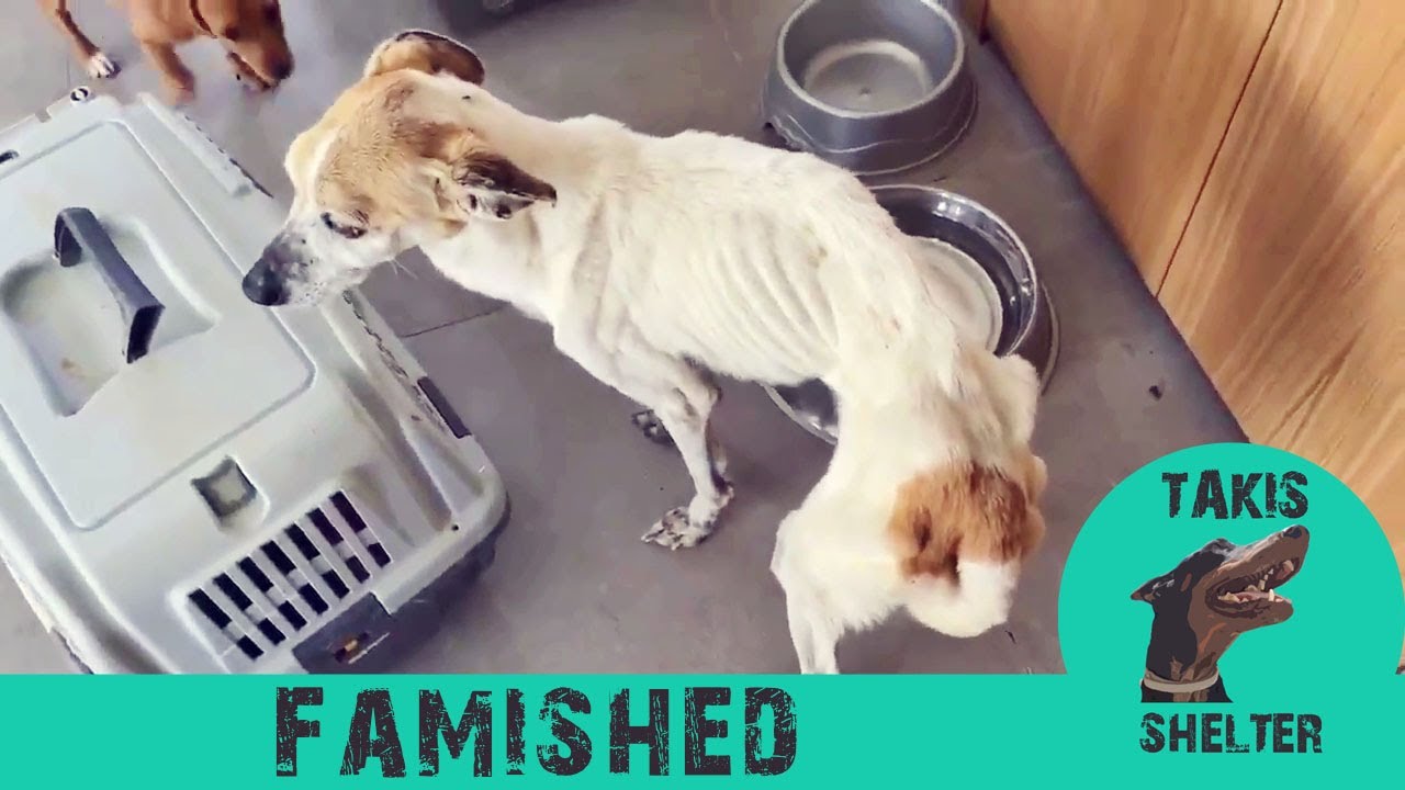 Reviving Resilience: The Incredible Transformation of a Skeleton Dog ...