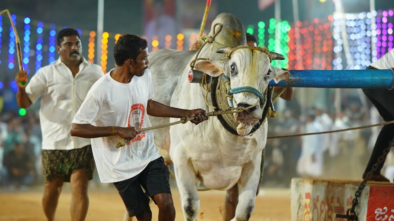 దర్శి...MCOR BULL'S ❤️‍🔥 DVR MEMORIAL...COURT ENTRY...🔥🔥🔥