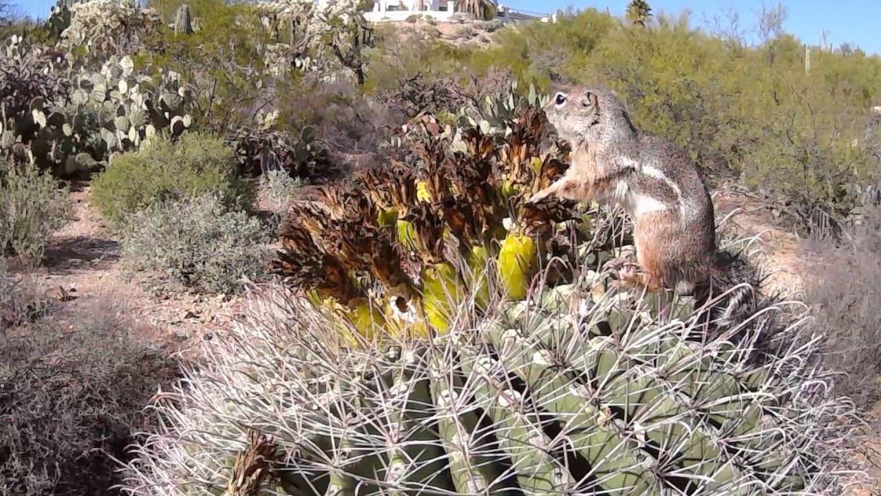 Harris' Antelope Ground Squirrel