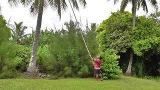 Taking down coconut from a tree