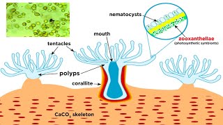 Phylum Cnidaria Part 6: Coral Reefs