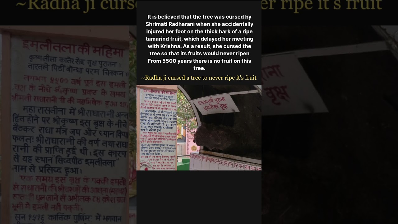 Radha ji cursed a tree to never ripe it's fruit 