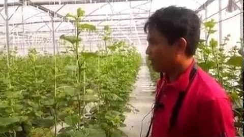 Tham quan khu nông nghiệp công nghệ cao TP.HCM