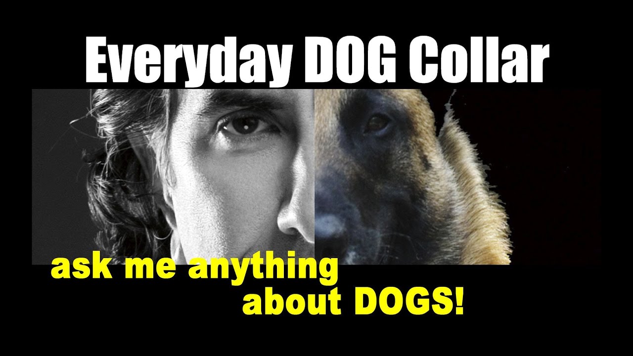 What Collar do I Use Every Day - Dog Training Video - ask me anything