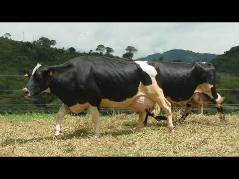 LOTE 28   LIQUIDAÇÃO REBANHO HOLANDÊS   FAZENDA SANTA CLARA   1034  1314