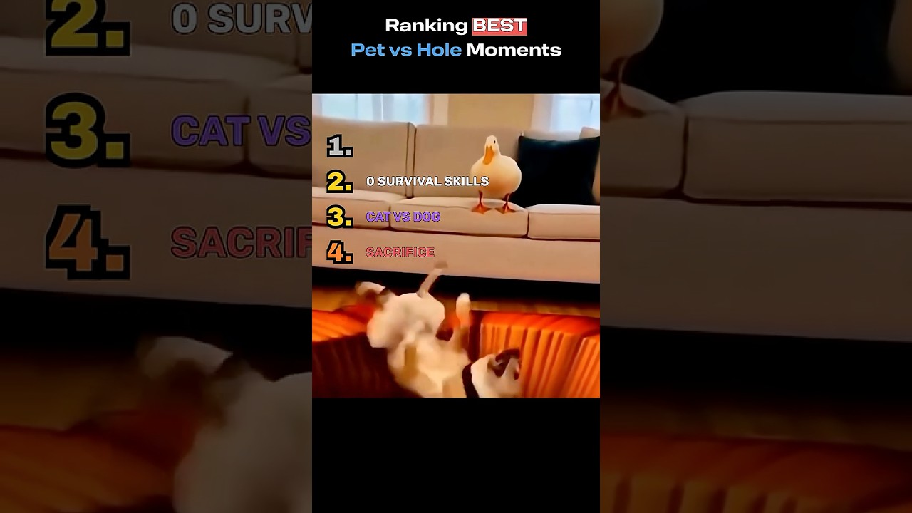 Ranking The BEST Pet Memes Ever 😂 