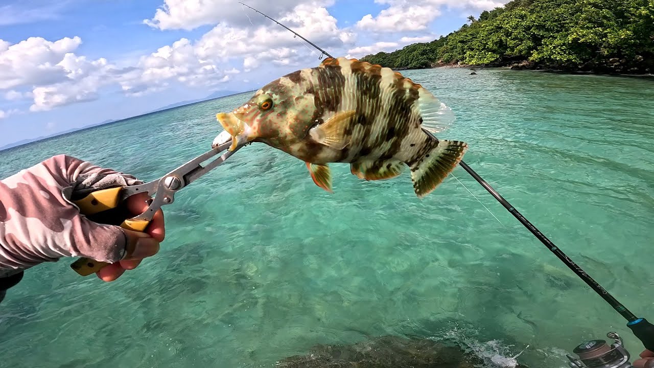 Throwing MINNOWS too often on shallow reefs, even the smallest FISH will still eat the bait