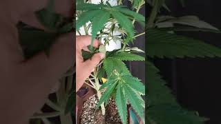 Growing with loco. Watering day 😎