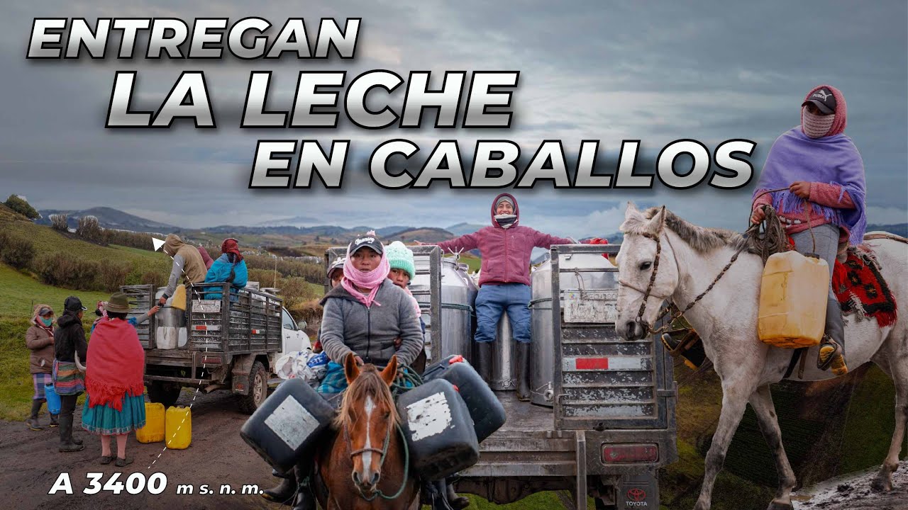 RECOGIENDO LA LECHE EN EL PÁRAMO (En mi comunidad) | Edii Luu