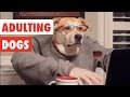 Adulting dogs  funny dog compilation 2017