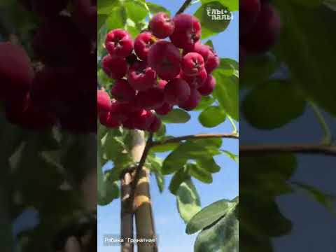 О рябине: Рябина `Гранатная`, Рябина обыкновенная `Sheerwater Seedling`