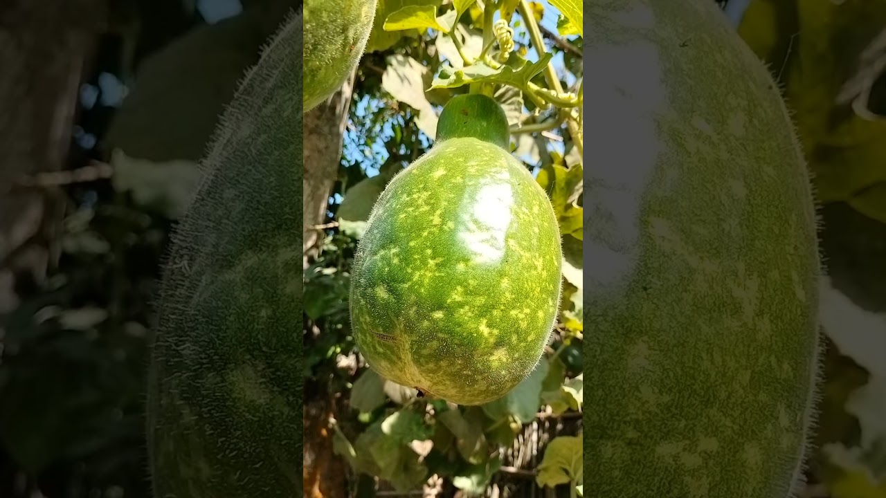 🥒❤️🤤😁🍆🫛🥦